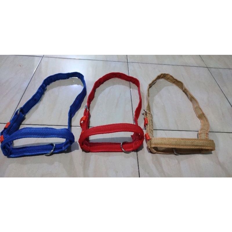 Head halter/brangus buat sapi