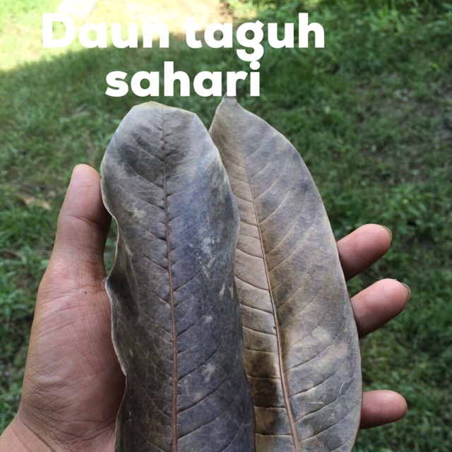 

Daun Taguh Sahari