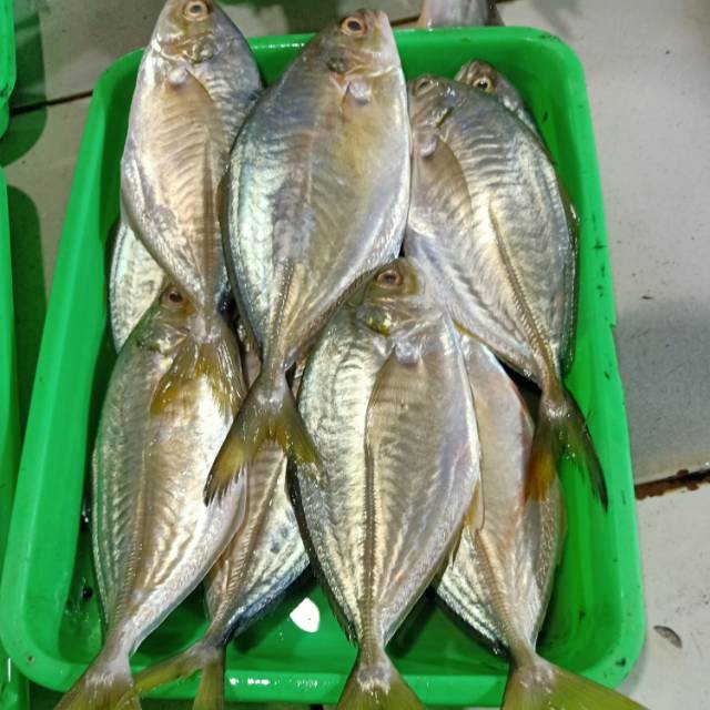 

Ikan Galuh