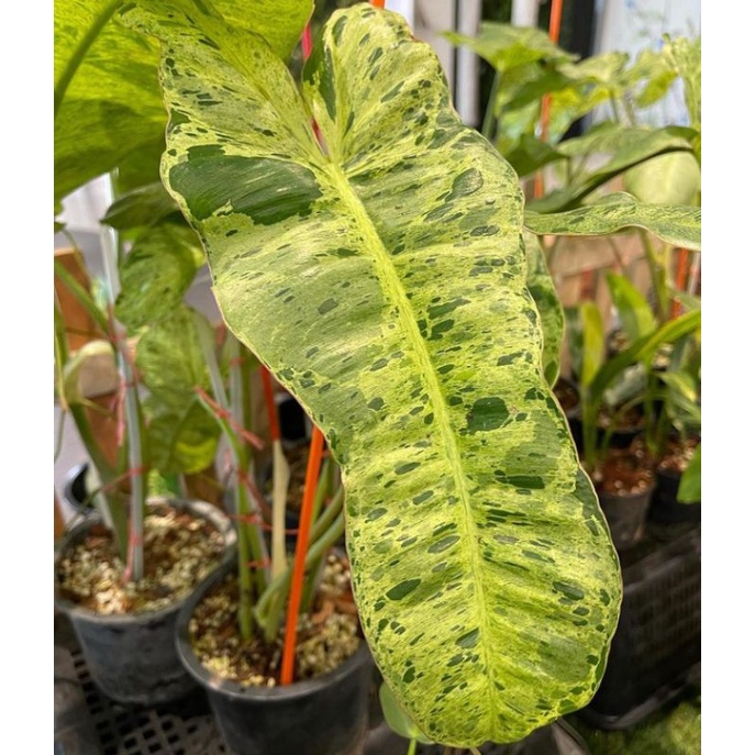 philodendron paraiso verde #philodenronparaisoverde #verde