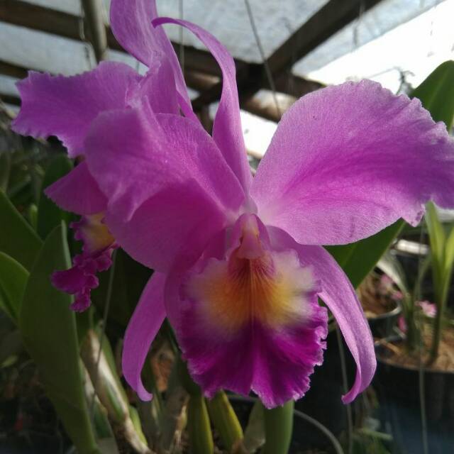 Tanaman anggrek cattleya mantinii spesies