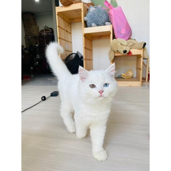 KUCING KITTEN BRITISH SHORT HAIR WHITE || BSH ODD EYE