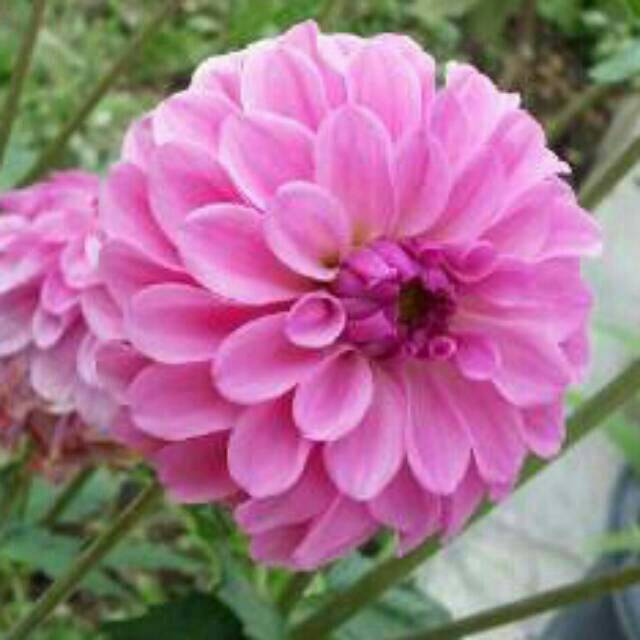 Umbi Bunga Dahlia 1rumpun Shopee Indonesia