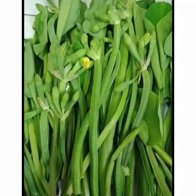 

Sayur Genjer Segar Per Ikat