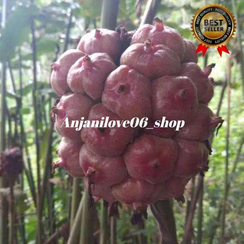 

BUAH HONJE MERAH SEGAR MURAH 1 KG