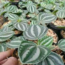 Peperomia Watermelon Kerut  Paperomia Belimbing - tanaman daun bergaransi