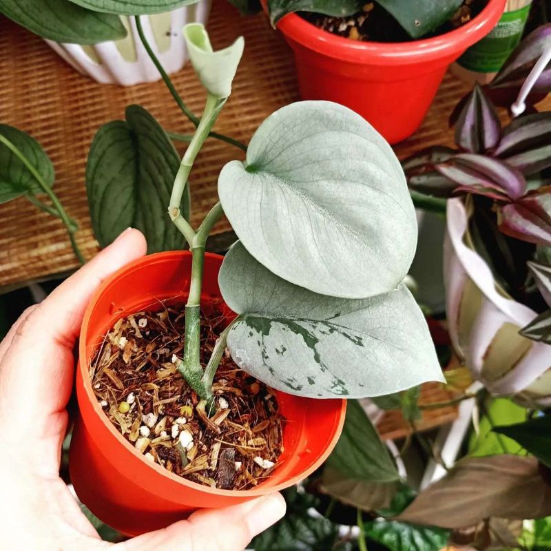 scindapsus silver hero