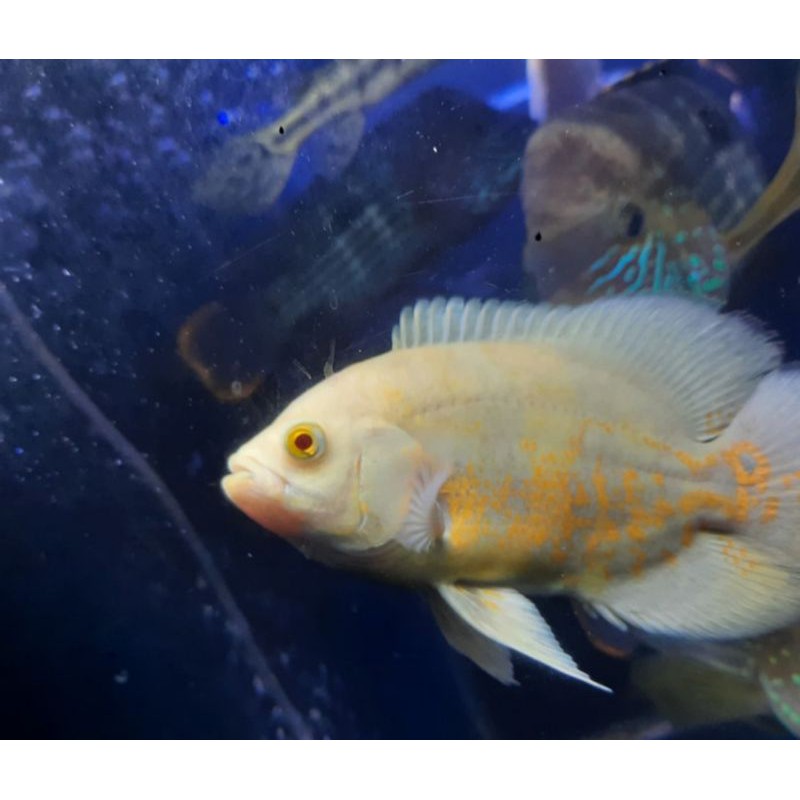 Hiasan Aquarium Ikan Oscar Albino