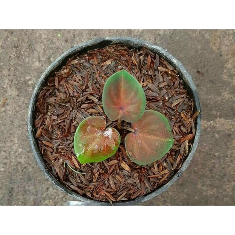 (CWUNGKOK) CALADIUM/KELADI/CALADIUM IMPORT THAILAND/CALADIUM MURMER/TANAMAN HIAS/BUNGA HIAS