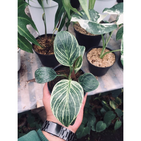 philodendron birkin mutasi