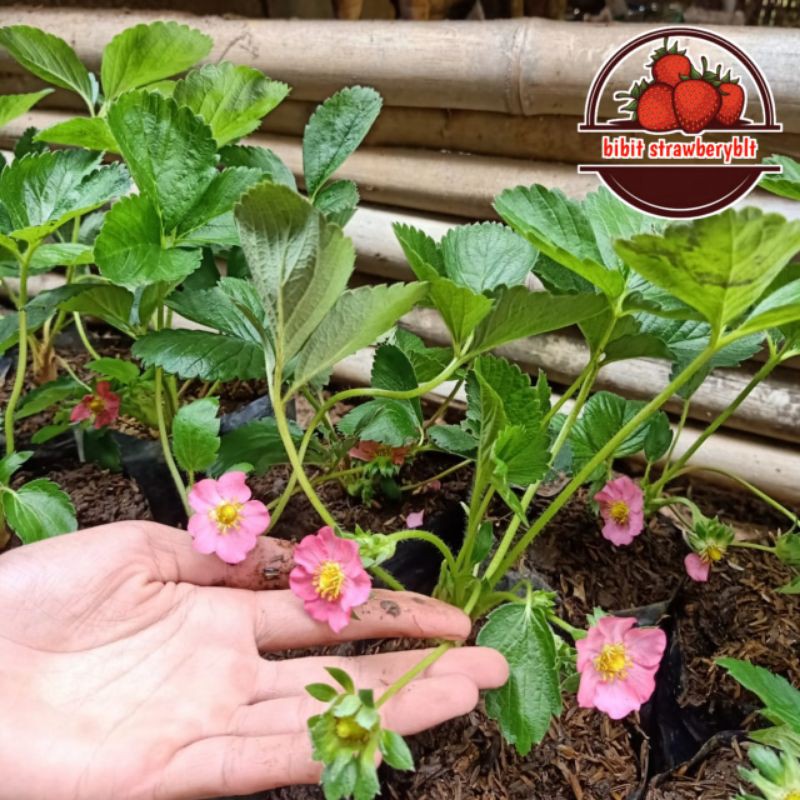 indukan strawberry merlan sudah berbunga