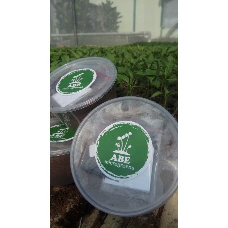 

kit microgreens murah!!