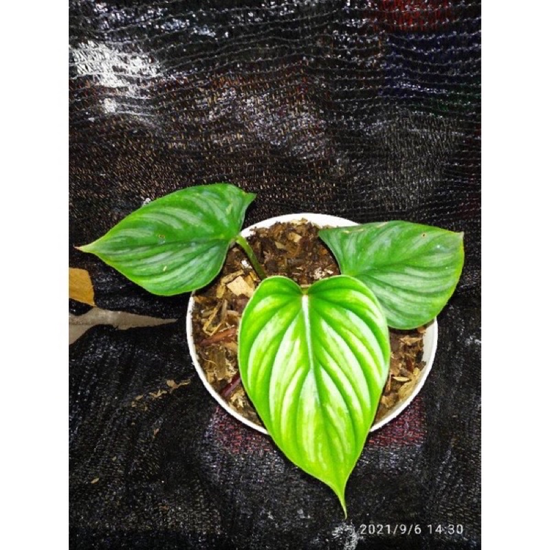 Philodendron plowmanii