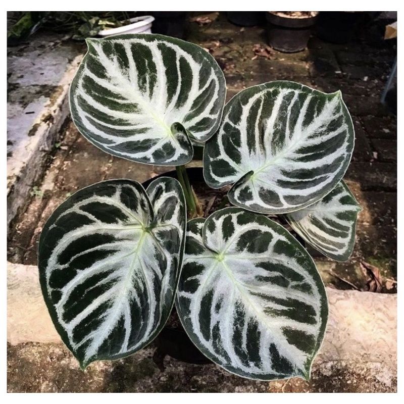 New  Bibit Anturium Dorayaki Silver/ Bibit Kuping Gajah Dorayaki Silver