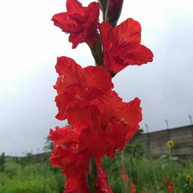 Umbi Gladiol Merah