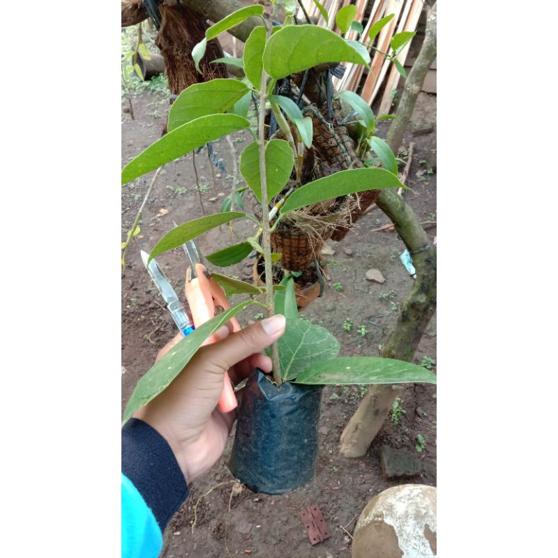 Bibit Cincau Perdu Stek // Bibit Cincau Murah