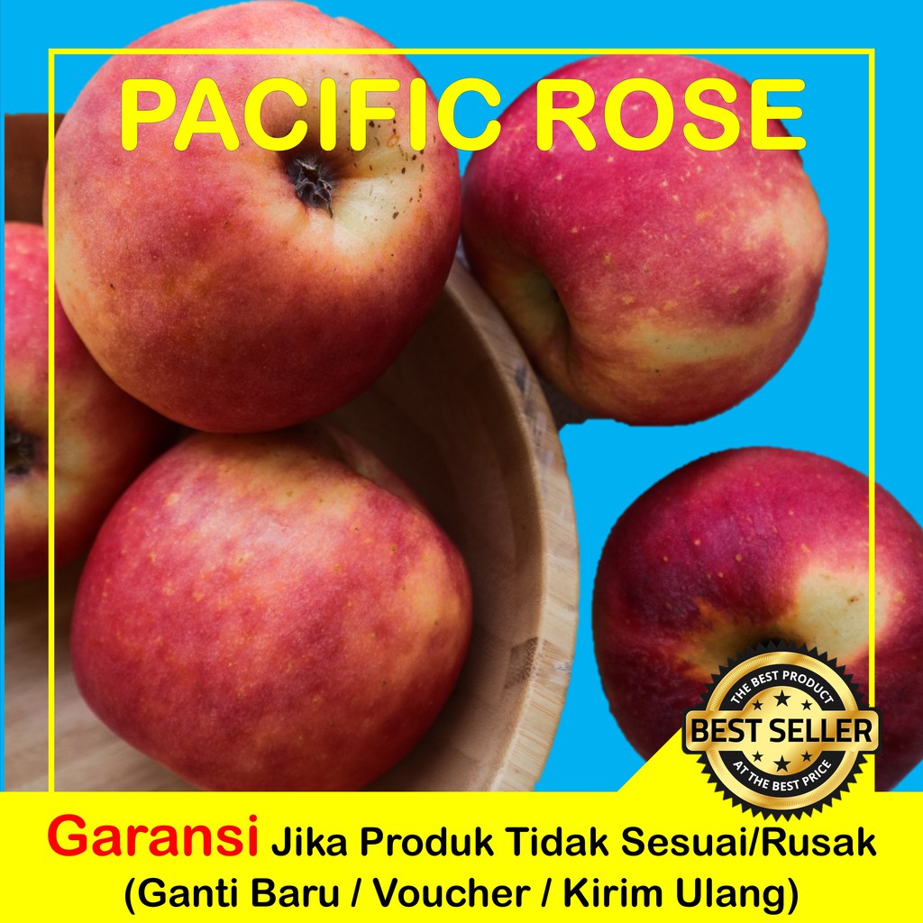 APEL PACIFIC ROSE SEGAR | BUAH APEL PACIFIC ROSE IMPORT NZ 1KG