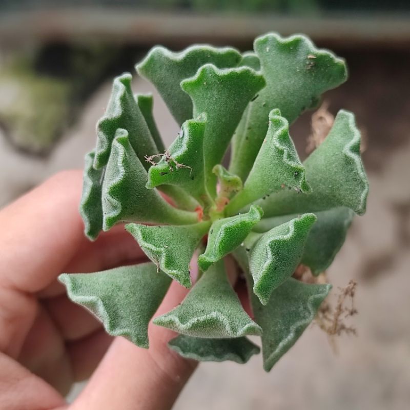 Sukulen Gelombang Adromischus Cristatus