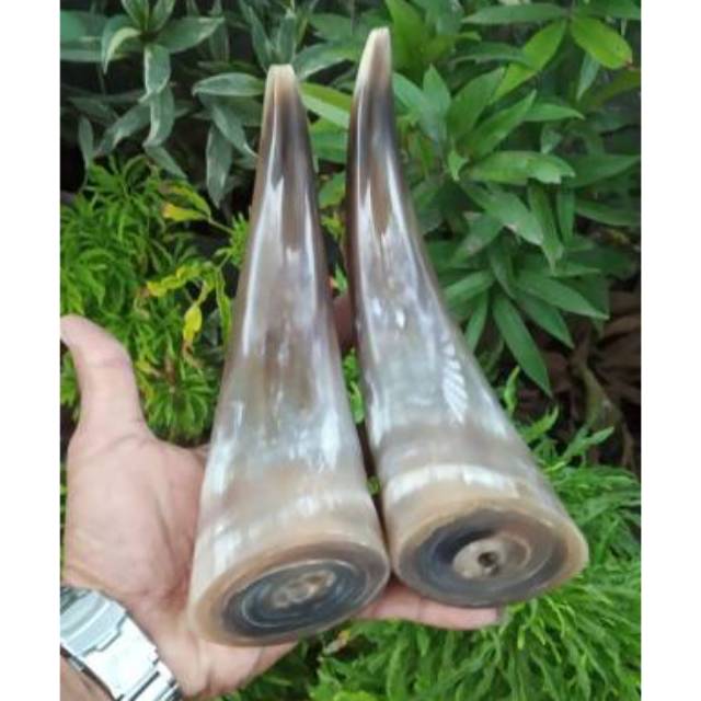 Pipa once terlaris tanduk kerbau bule jumbo