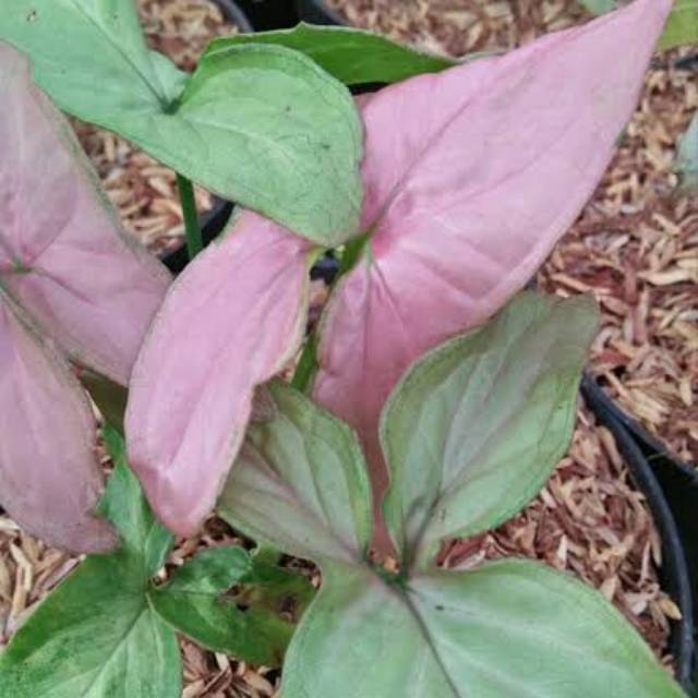 Tanaman Hias Syngonium Pink Daun Panjang Shopee Indonesia