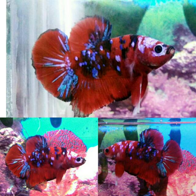 Ikan Cupang Koi Galaxy Multicolor Grade A Shopee Indonesia