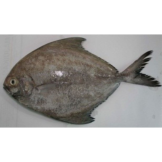 

Ikan Bawal Abu Abu Segar 1000 Gram