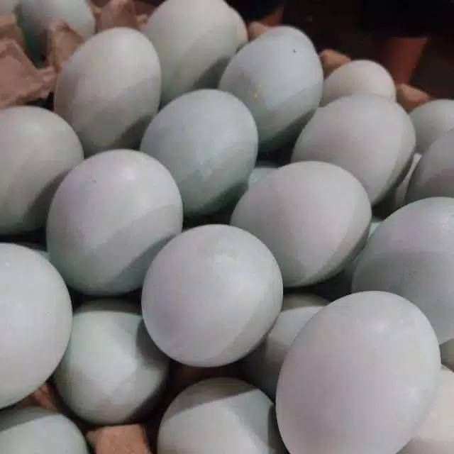 

TELUR ASIN BREBES ASLI