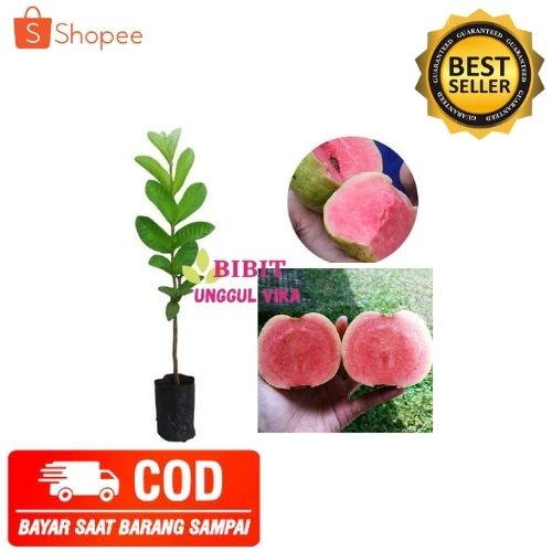 (COD) BIBIT JAMBU KRISTAL TANAMAN JAMBU KRISTAL MERAH TANPA BIJI