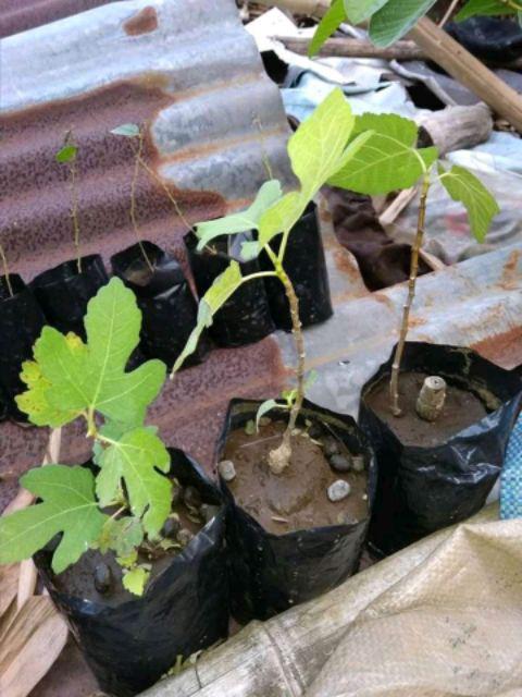 Promo 10  Bibit Bidara 15 20 Cm