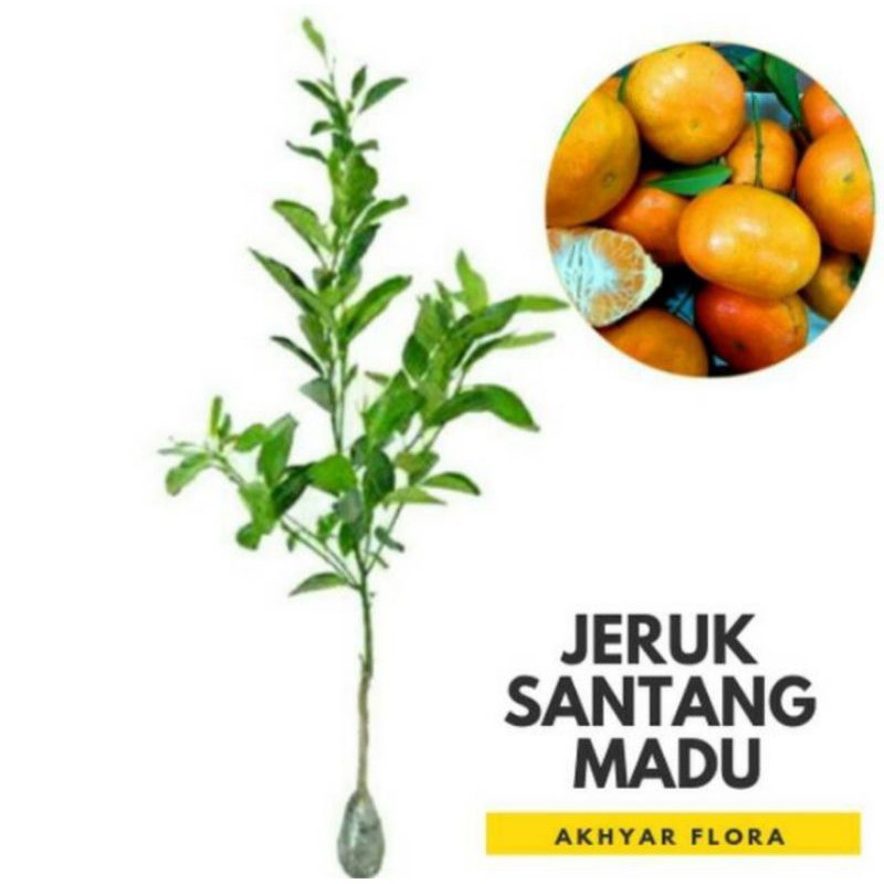 BIBIT BUAH JERUK SANTANG MADU/JERUK SANTANG MADU SIAP BERBUAH