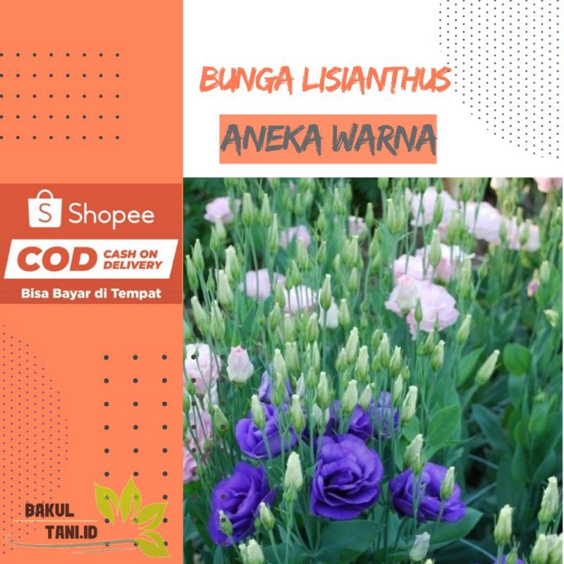 Bunga Lisianthus atau Mawar Tanpa Duri (TANAMAN HIDUP BERKUALITAS)