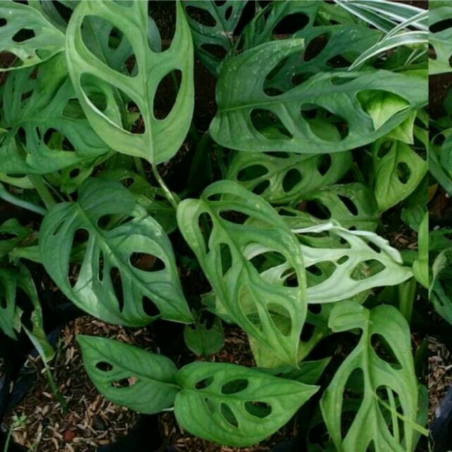 Monstera Deliciosa Janda  Bolong  Dua Warna Harga