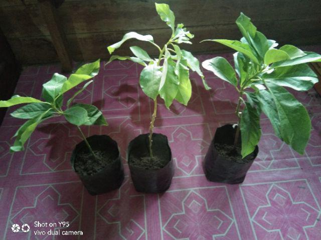 Promo 3 Bibit Alpukat Pluwang Aligator Dan Miki