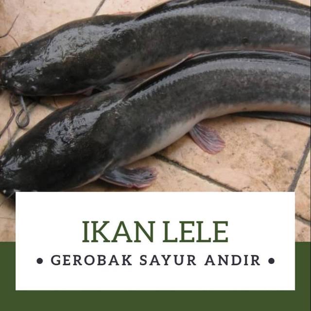 IKAN LELE SEGAR