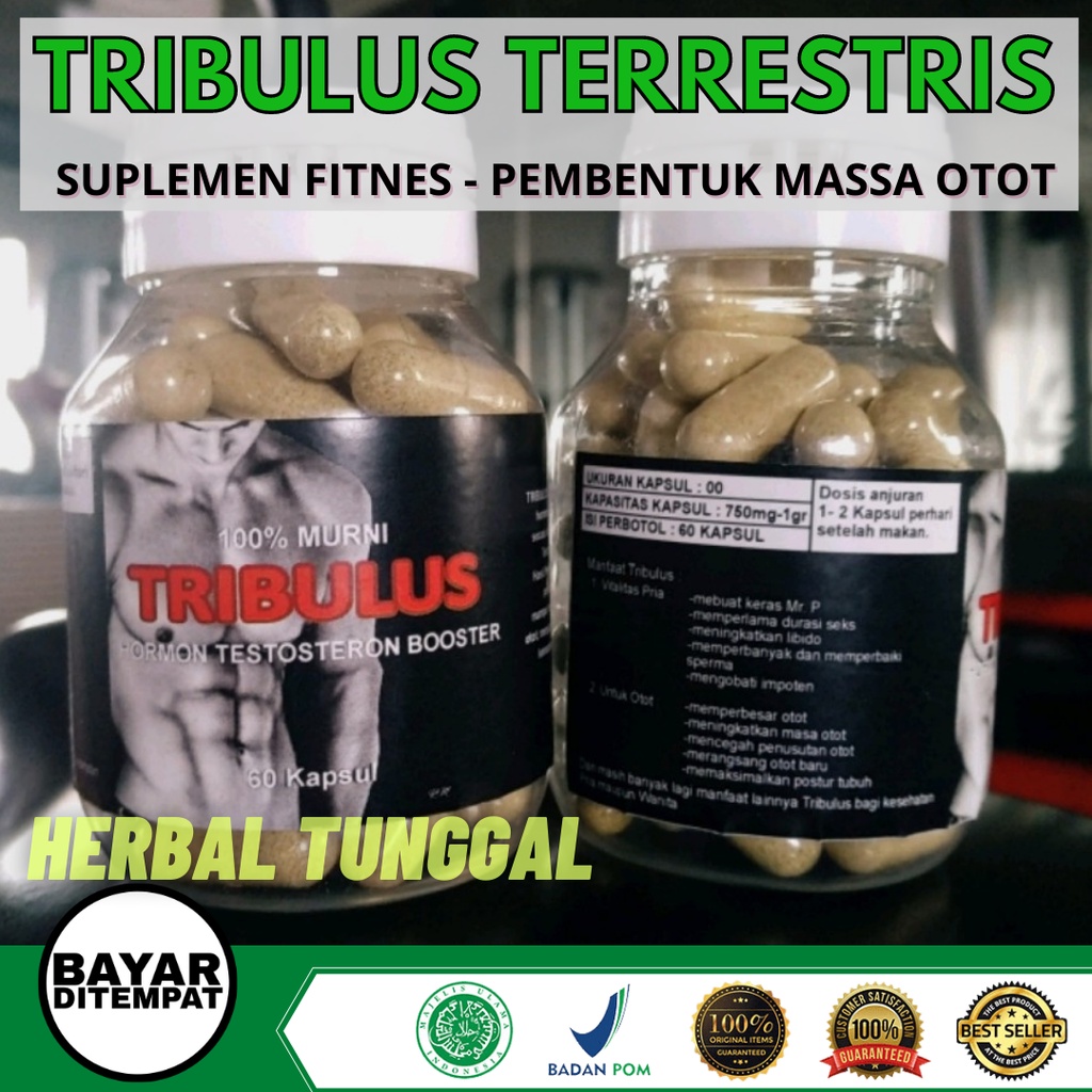 TRIBULUS TERRESTRIS KAPSUL HERBAL 60 KAPSUL - SUPLEMEN FITNES PRIA - HORMON TESTOSTERON BOOSTER