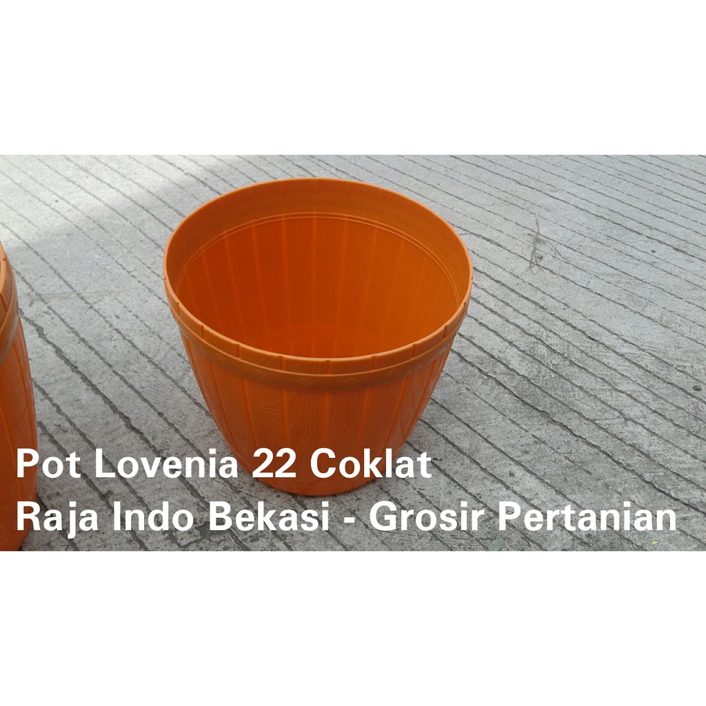 Pot Gentong Lovenia 22 Putih Warna Warni Pot Gentong 22 Bibit Bunga Warna-Warni