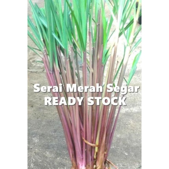 Bibit serai merah