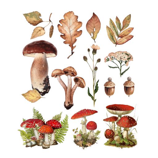 

sticker mushroom journal