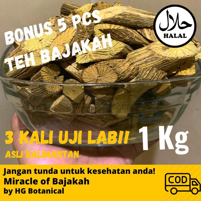 

AKAR BAJAKAH KUNING 100% ORI KALIMANTAN 1 KG