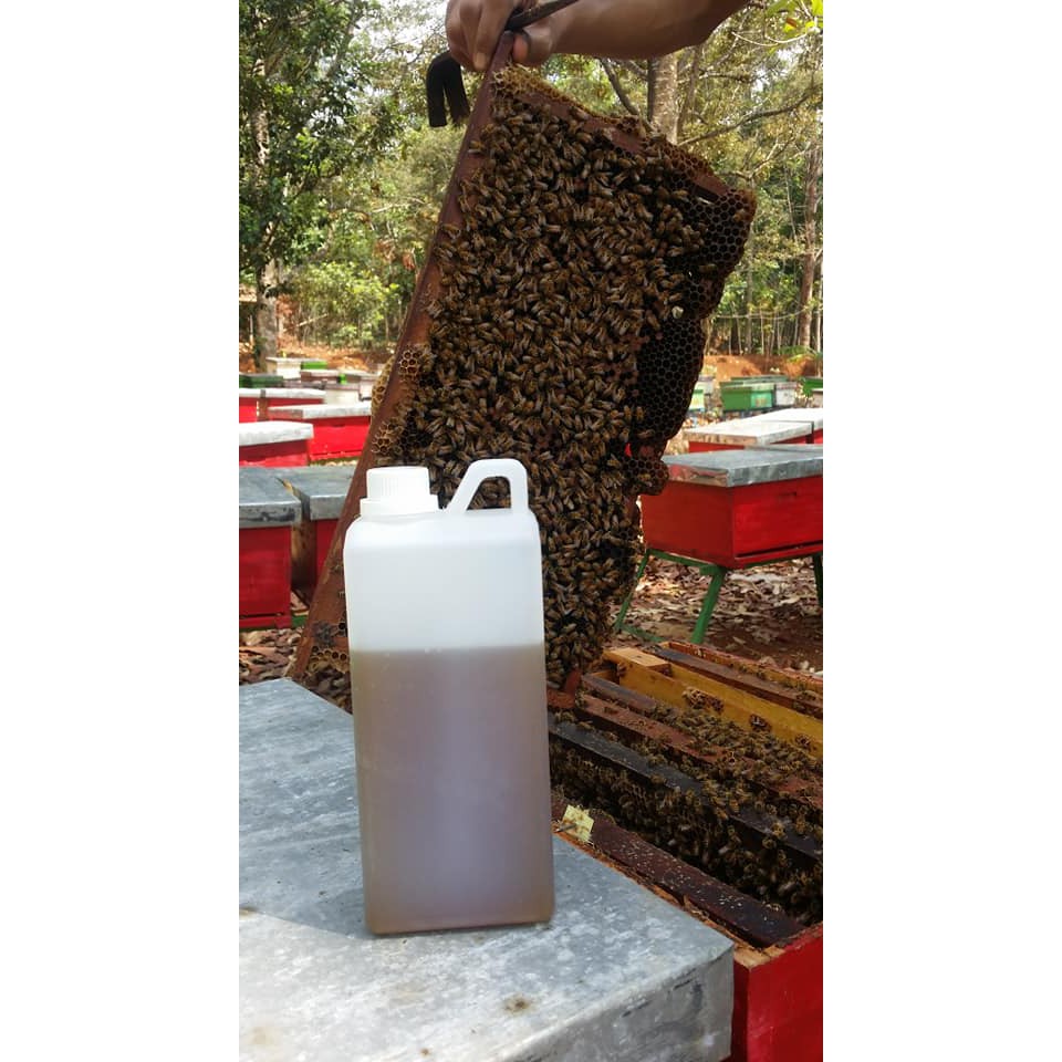 

madu karet murni tanpa proses 1kg