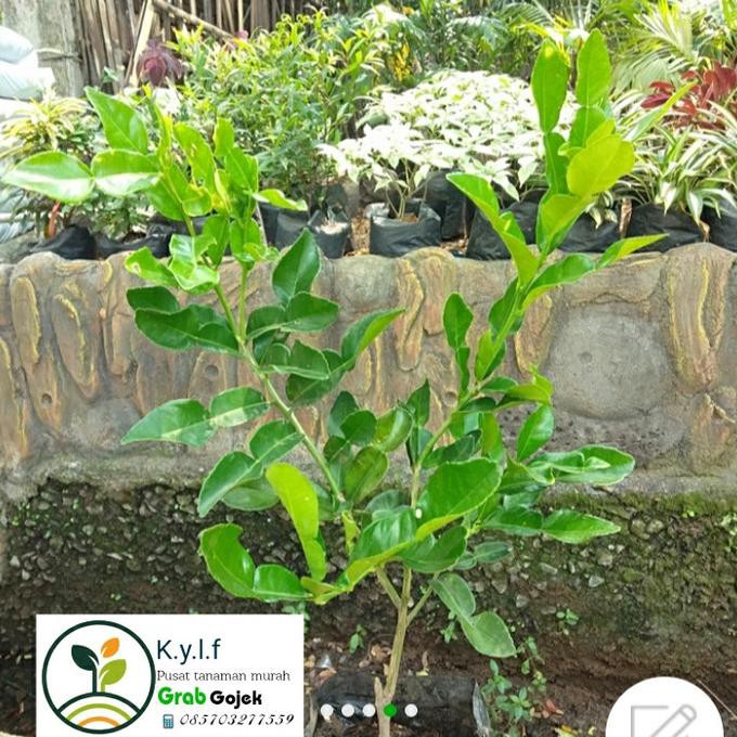 Jeruk Purut / Buah Jeruk/ Jeruk Purut Cangkok / Daun Jeruk Masak