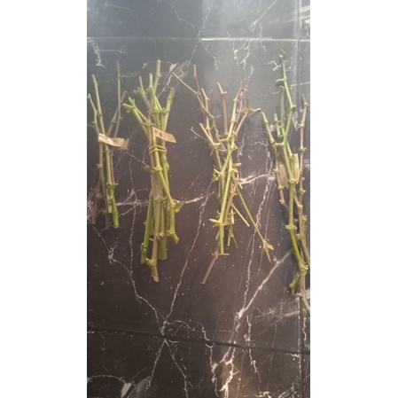 Entres Anggur import