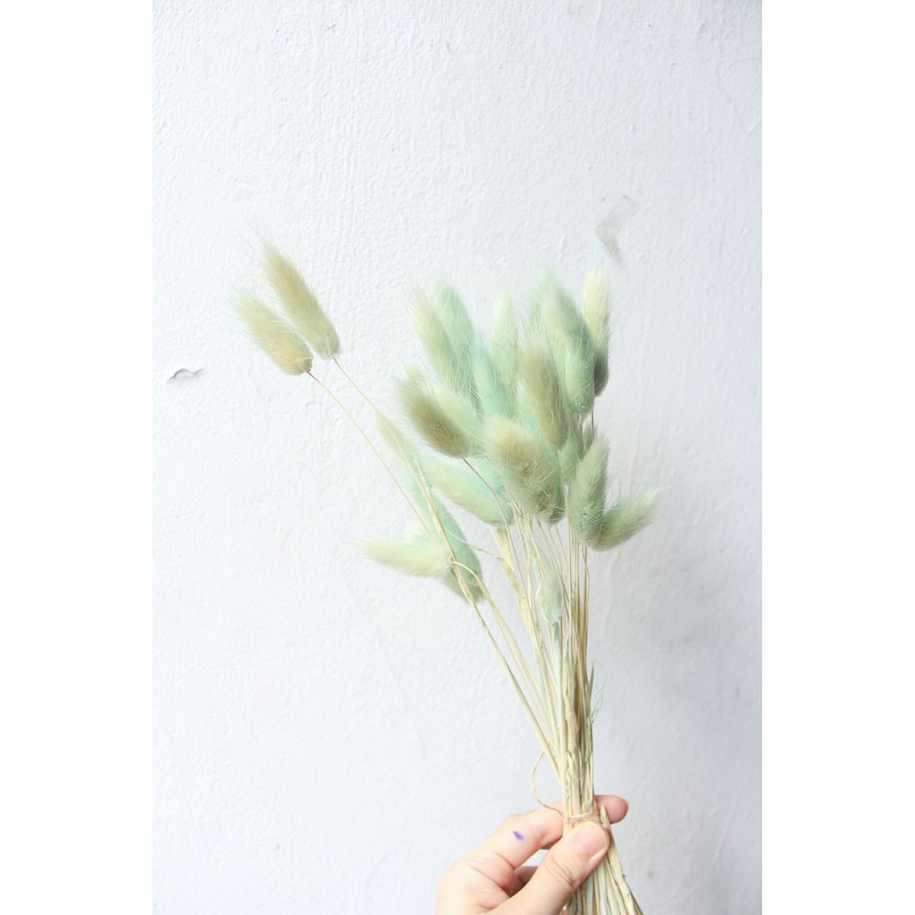 Lagurus/ Bunny Tail/ Dried flower/ Bunga kering
