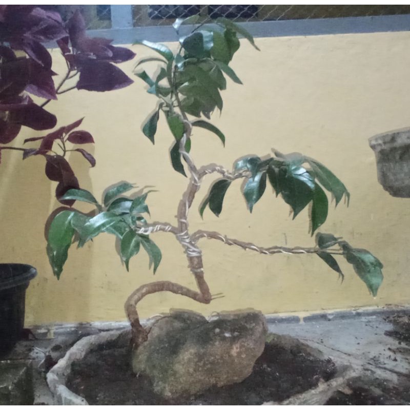 Bahan bonsai beringin