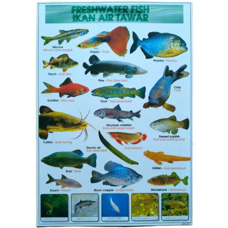820 Koleksi Ikan Air Tawar Di Aquarium HD Terbaik