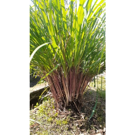 

serai merah/serai wangi