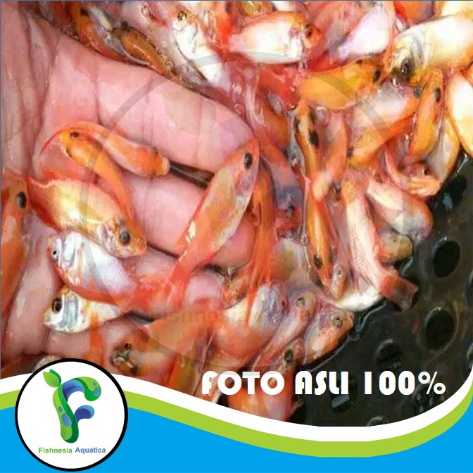 [Beli 10 Gratis 1]Bibit Ikan Nila Merah Bangkok Budidaya/Pakan Ikan Predator Berkualitas