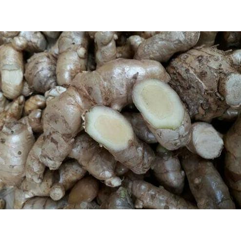 

Herbal877D8Rs-1 Kunyit / Temu Putih Segar 1Kg Curcuma Zedoaria Herbal Kanker