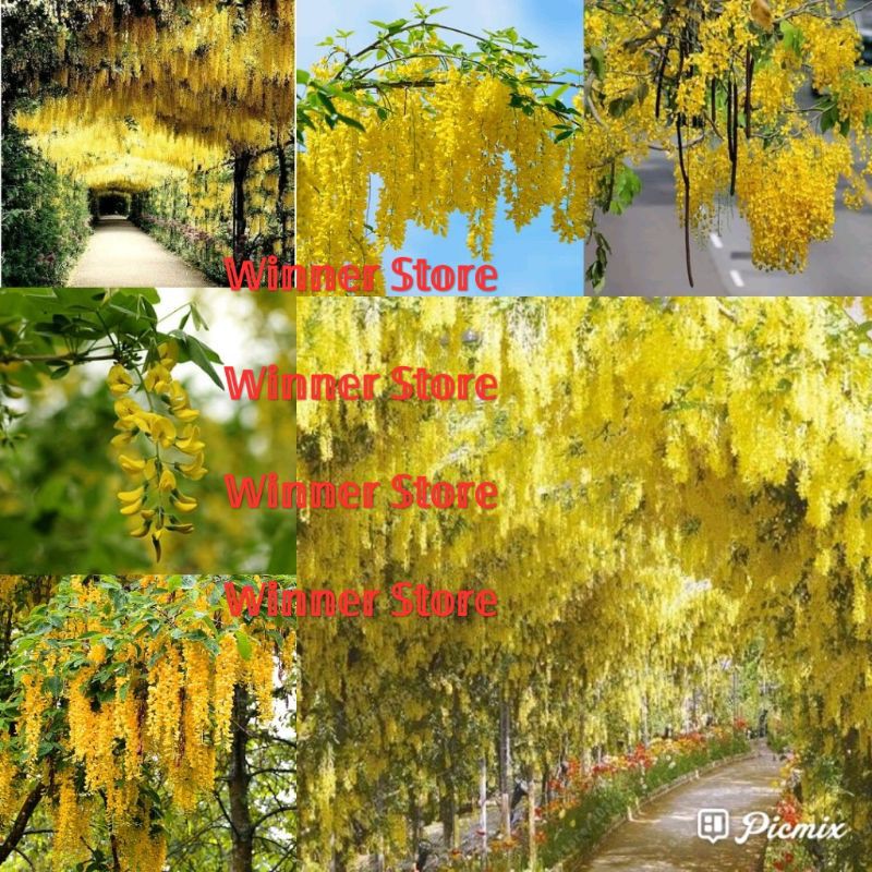 Bibit Benih Bunga Angsana (2 Butir)