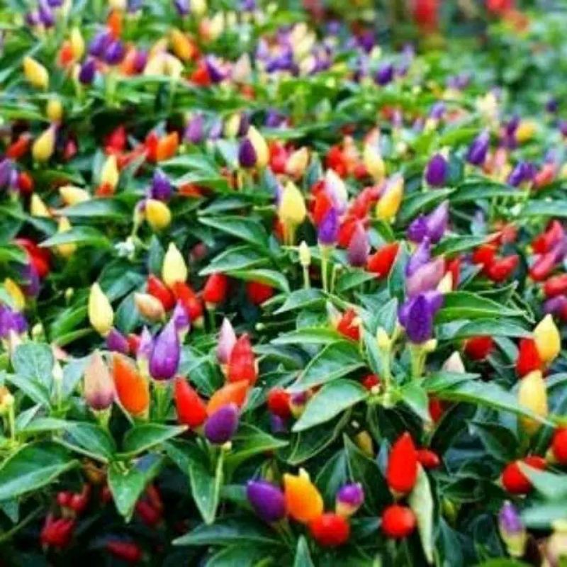 Cabe Pelangi - Tanaman Hias Cabe Pelangi - Tanaman Bunga Cabe Pelangi